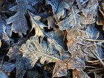 Frozen oak leaves