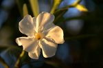 Beautiful spring flowers in Brazil