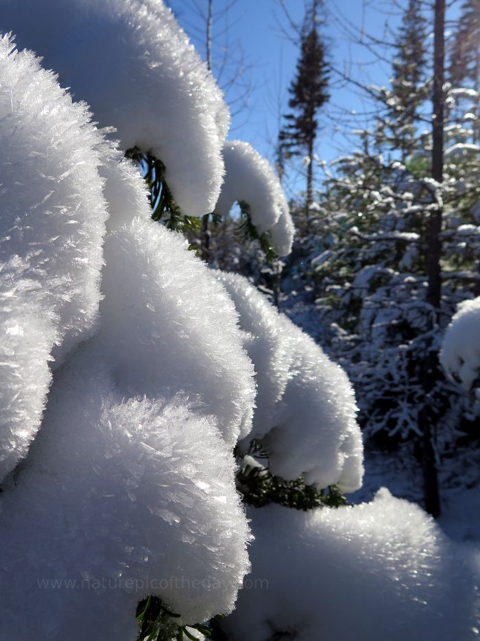 Snow and ice on trees in the mountains