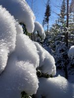 Snow and ice on trees in the mountains