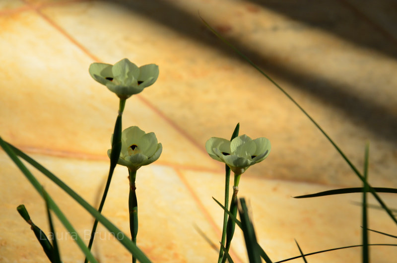 Beautiful spring flowers in Brazil