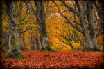 Beautiful fall colors in Italy