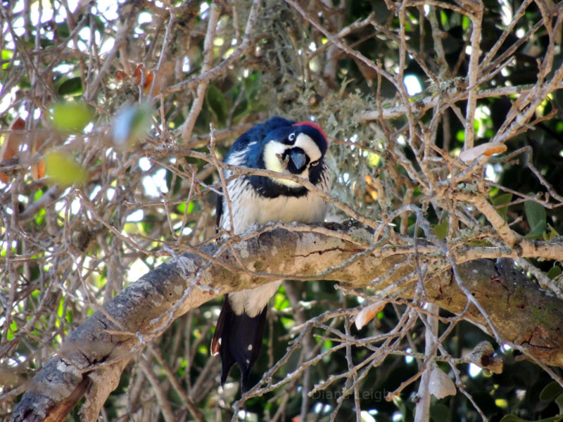 Woodpecker in California