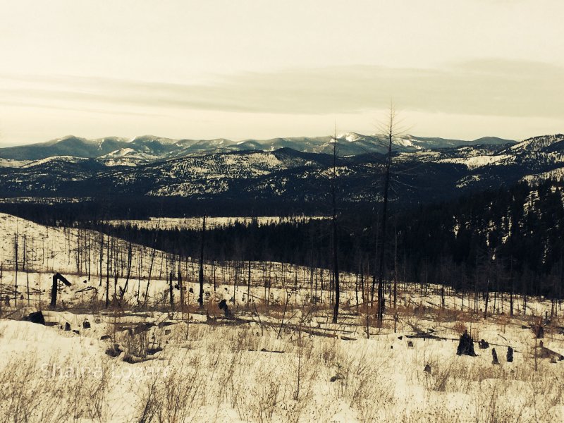 Wilderness in Montana