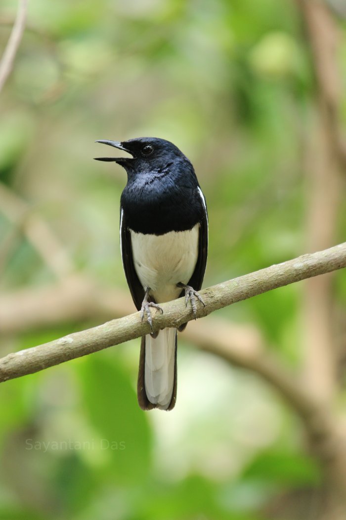 Magpie in India