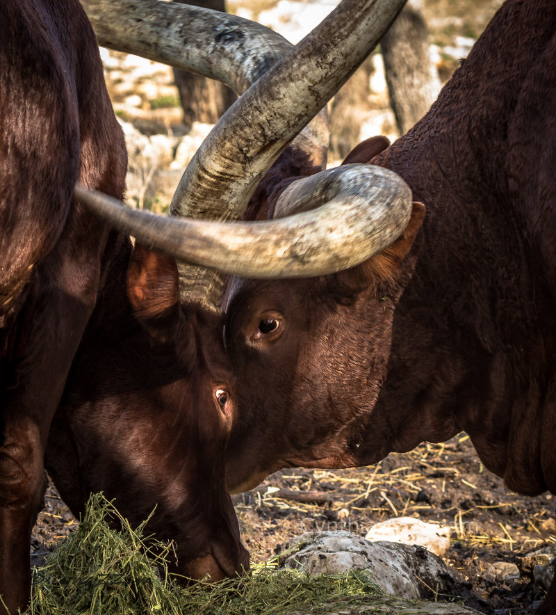 Longhorn Feeding Time