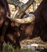 Longhorn Feeding Time