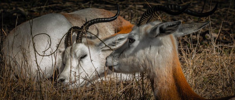 Animals at Wildlife Ranch, San Antonio Texas
