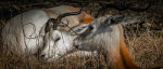 Animals at Wildlife Ranch, San Antonio Texas