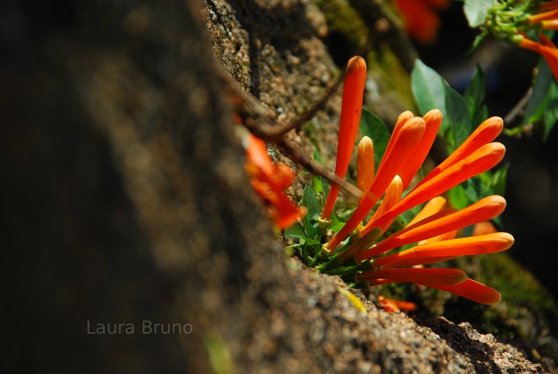 Flowers in Brazil