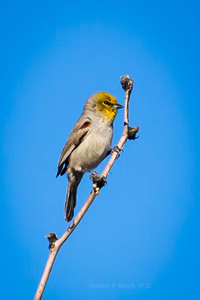 Verdin bird in AZ