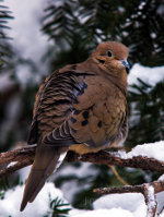 Mourning Dove in Nebraska