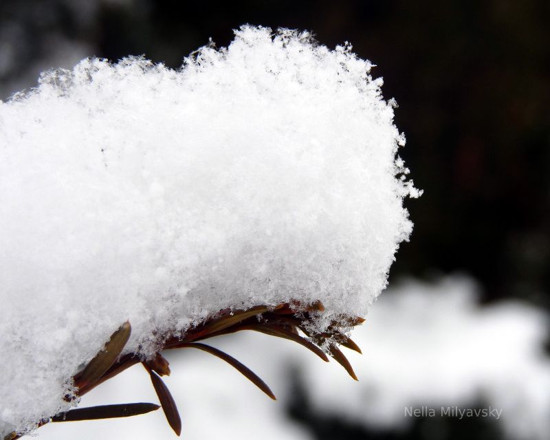 Snow on a branch