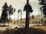 Chippy Creek Fire in Montana