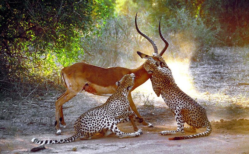 Two cheetahs attacking an impala