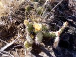 Cactus with Flowers