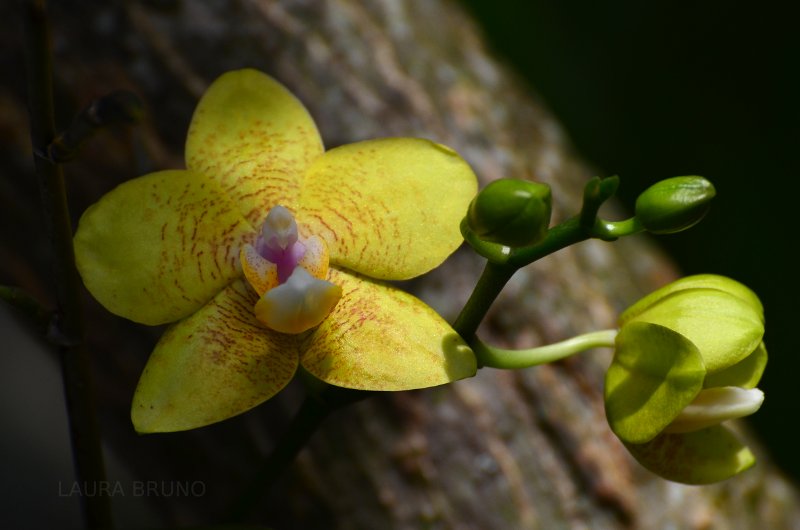 Brazil flowers