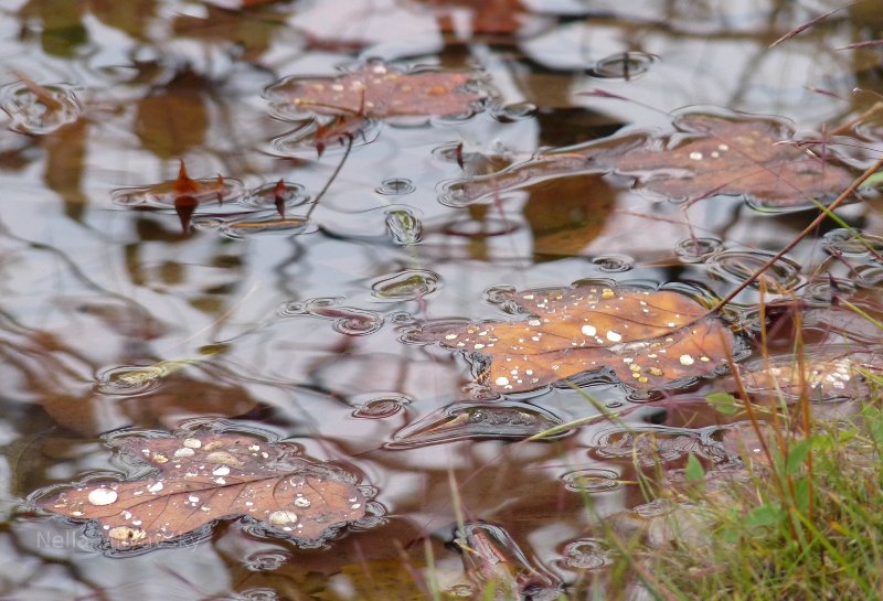 Leaves in a puddle in Maryland