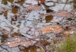 Leaves in a puddle in Maryland