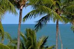 Coconut trees in Brazil