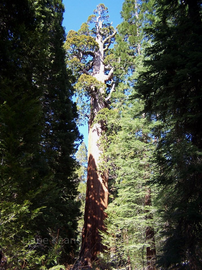 Redwood in California