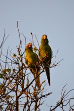 Parrots in Brazil