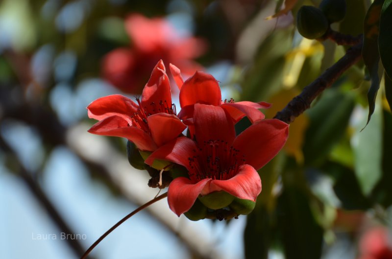 Flowers in Brazil