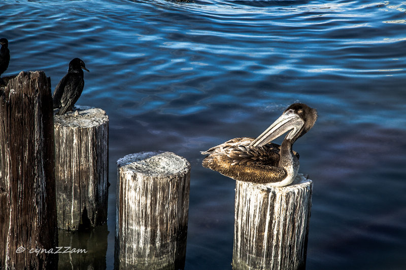 long beaked water fowl in Texas