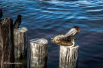 long beaked water fowl in Texas