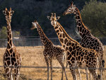 Giraffes in Texas!