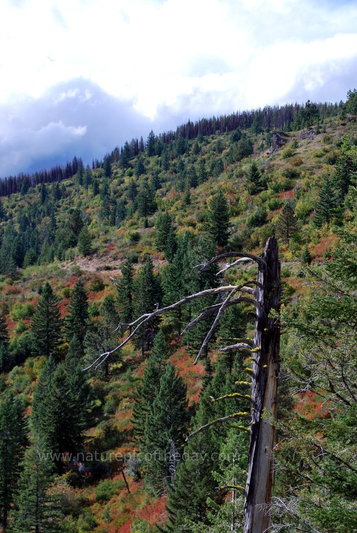 Dead tree in Montana