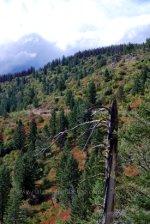 Dead tree in Montana