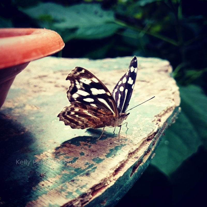 Butterfly at Butterfly World, Sheffield