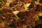 Pruned shoots in Brazil