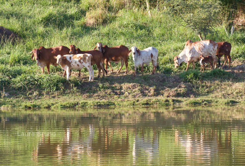 Brazilian cows.