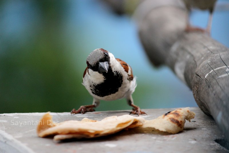 Bird in Kolkata, West Bengal, India