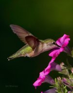 hummingbird in Maine