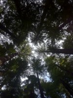 Staring up at the Redwoods