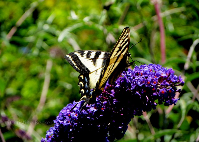 Butterfly in Canada