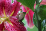 Frog on a flower in North Carolina