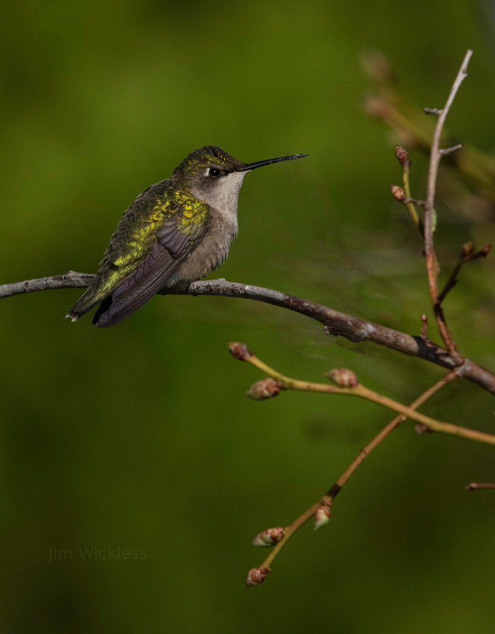 A hummingbird sits still in Lincolnville, Maine.