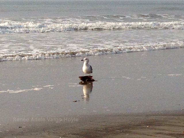Seagull on the beach near Avalon, NJ