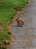 Bunny Rabbit in Nazaraeth, Pennsylvania