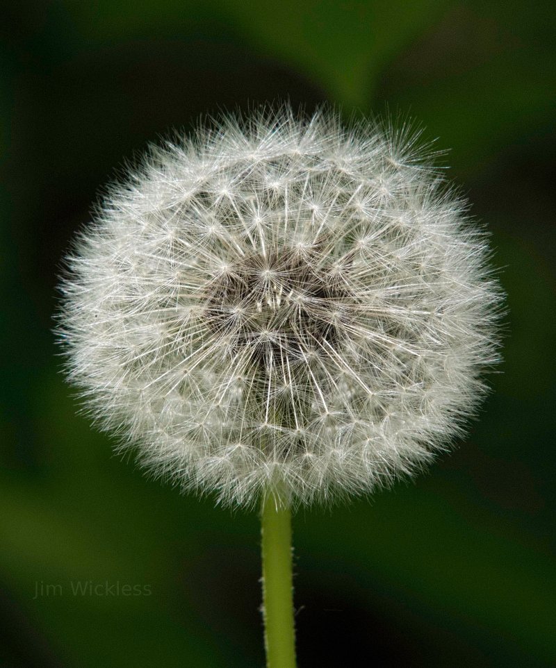 Final Dandelion in Maine