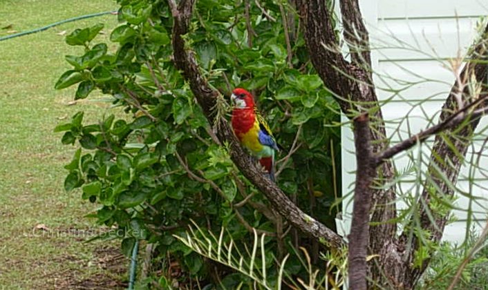Parrots in Australia