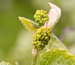 Grapes on a vine.