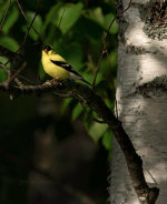 Beautiful goldfinch in Lincolnville, Maine.