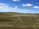 Antelope near Biddle, MT