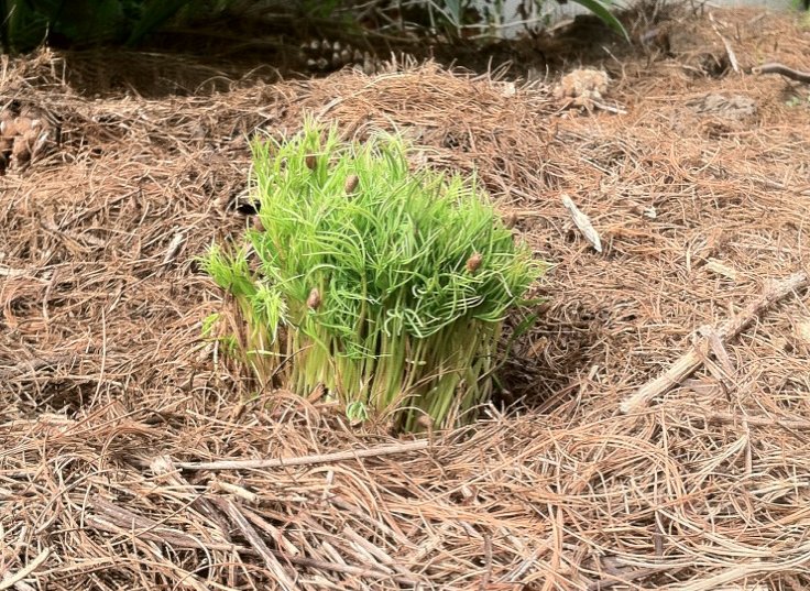 A lot of white pine seedlings growing in a bunch.