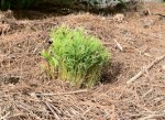 A lot of white pine seedlings growing in a bunch.